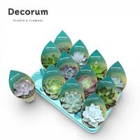 Echeveria 12 varieties