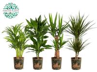 Houseplants Green Jewels in Papercup