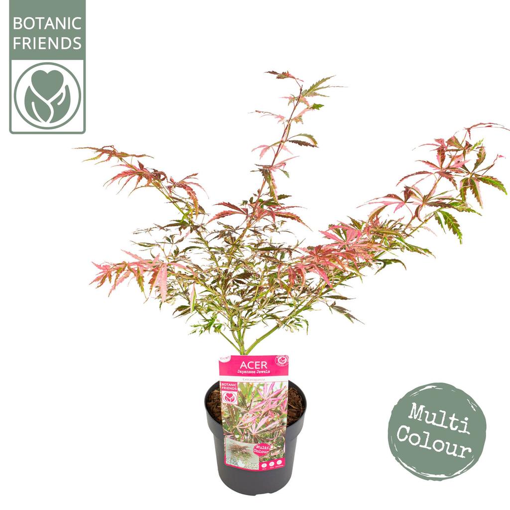 Picture of Acer pal. Extravaganza P19 (3 Ltr)