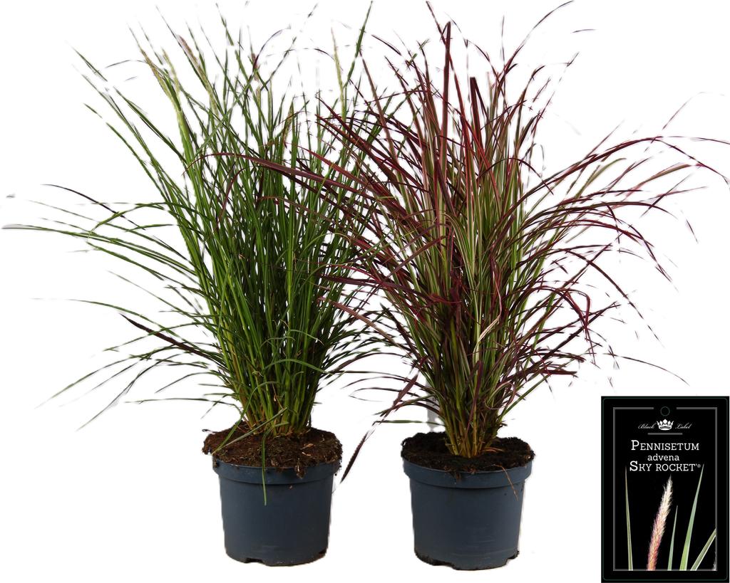 Picture of Pennisetum x advena in varieties P19 (3 Ltr)