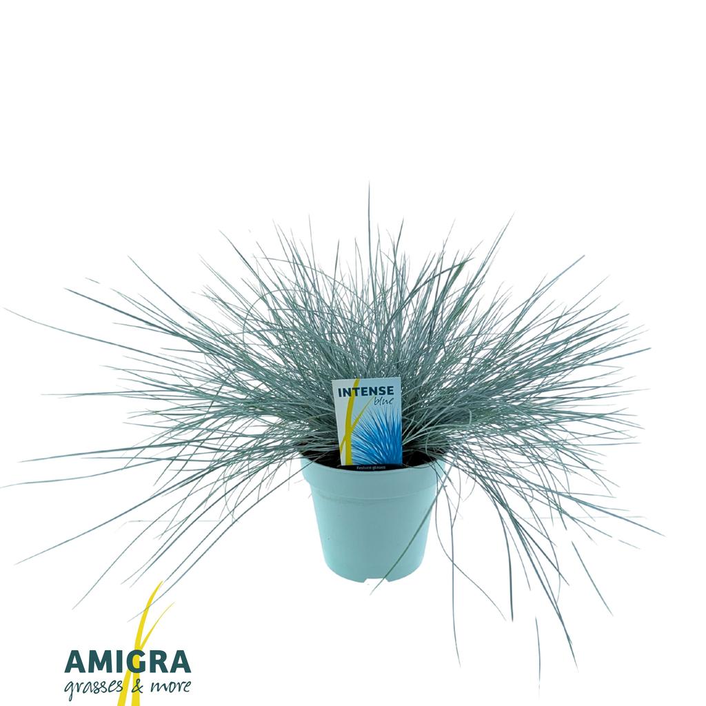 Picture of Festuca glauca Intense Blue® P17 (2 Ltr)