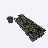 Ophiopogon jap. Minor