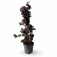 Corylus ave. Red Majestic