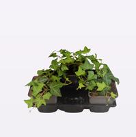 Hedera helix 'Normandy Carpet