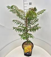 Rhus glabra Laciniata