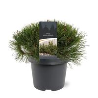 Pinus mugo mughus