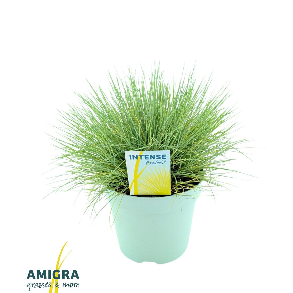 Obrázek Festuca glauca AmiGold® P17 (2 Ltr)