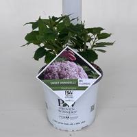Hydrangea arb. Sweet Annabelle