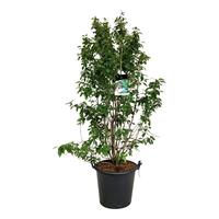 Callicarpa bod. Profusion