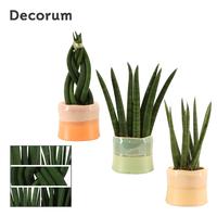 Sansevieria cylindrica mix in Evita (Craft world-collection