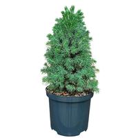 Picea g. Sanders Blue'