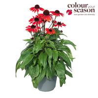 Echinacea Sombrero red