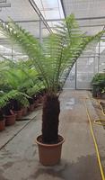 Dicksonia antarctica