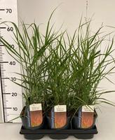 Panicum virg. Rehbraun