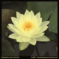 Nymphaea Joey Tomocik