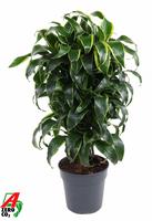 Dracaena Dorado branched
