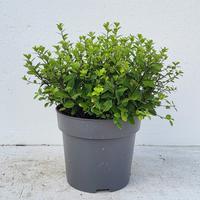 Pittosporum ten. Golf Ball