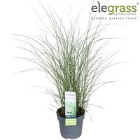 Miscanthus sin. Gracillimus