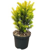 Taxus baccata Jaloko Sunrise