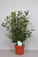 Ficus Moclamé Rek - Green4life