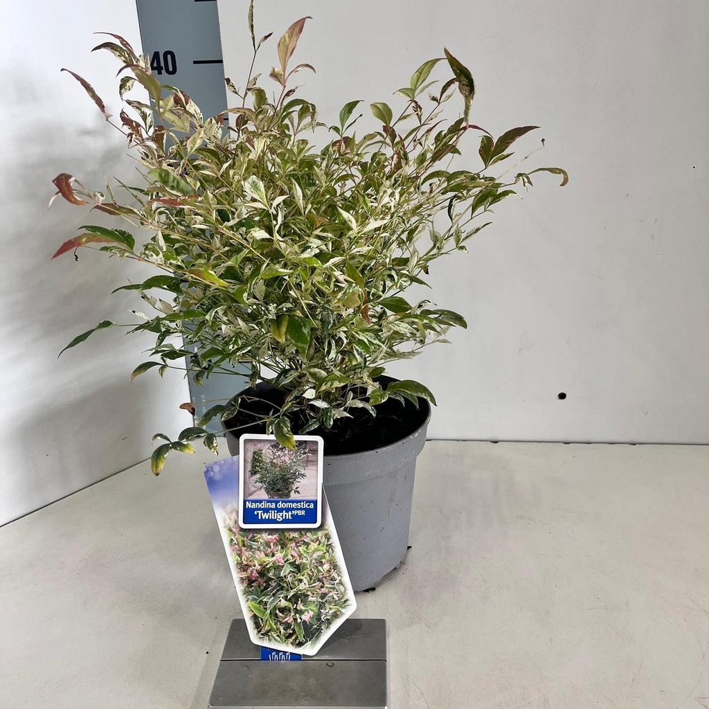 Picture of Nandina dom. Twilight P17 (2 Ltr)