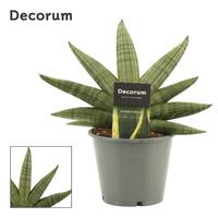 Sansevieria Rookie Fan