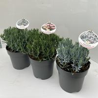 Andromeda in varieties