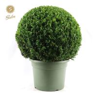 Buxus sempervirens