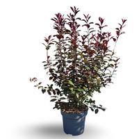 Prunus cistena