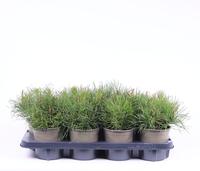Pinus mugo pumilio
