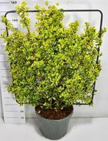 Euonymus jap. Aureus