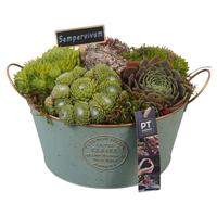 PTS7359 Arrangement Sempervivum in metal pot