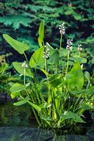 Pontederia cordata Alba