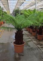 Dicksonia antarctica