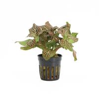 Fittonia red