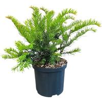 Taxus b. Repandens
