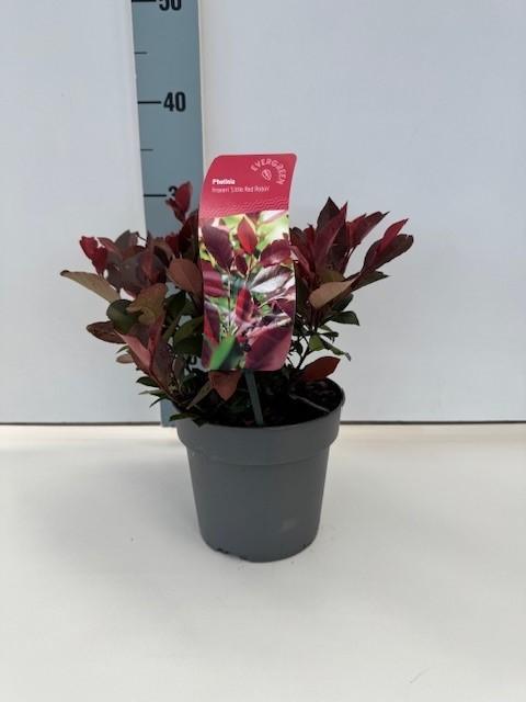 Afbeeldingen van Photinia fras. Little Red Robin P17 (2 Ltr)
