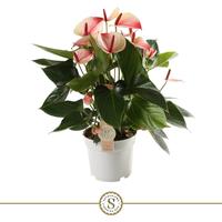 Anthurium Mystique