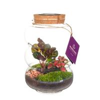 Wardians Terrarium - Pluto medium + LED (solar panel)