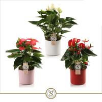Anthurium in varieties in Bari ceramic