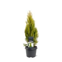 Platycladus orient. Pyramidalis Aurea