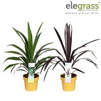 Cordyline in varieties