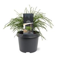 Thuja pl. Whipcord