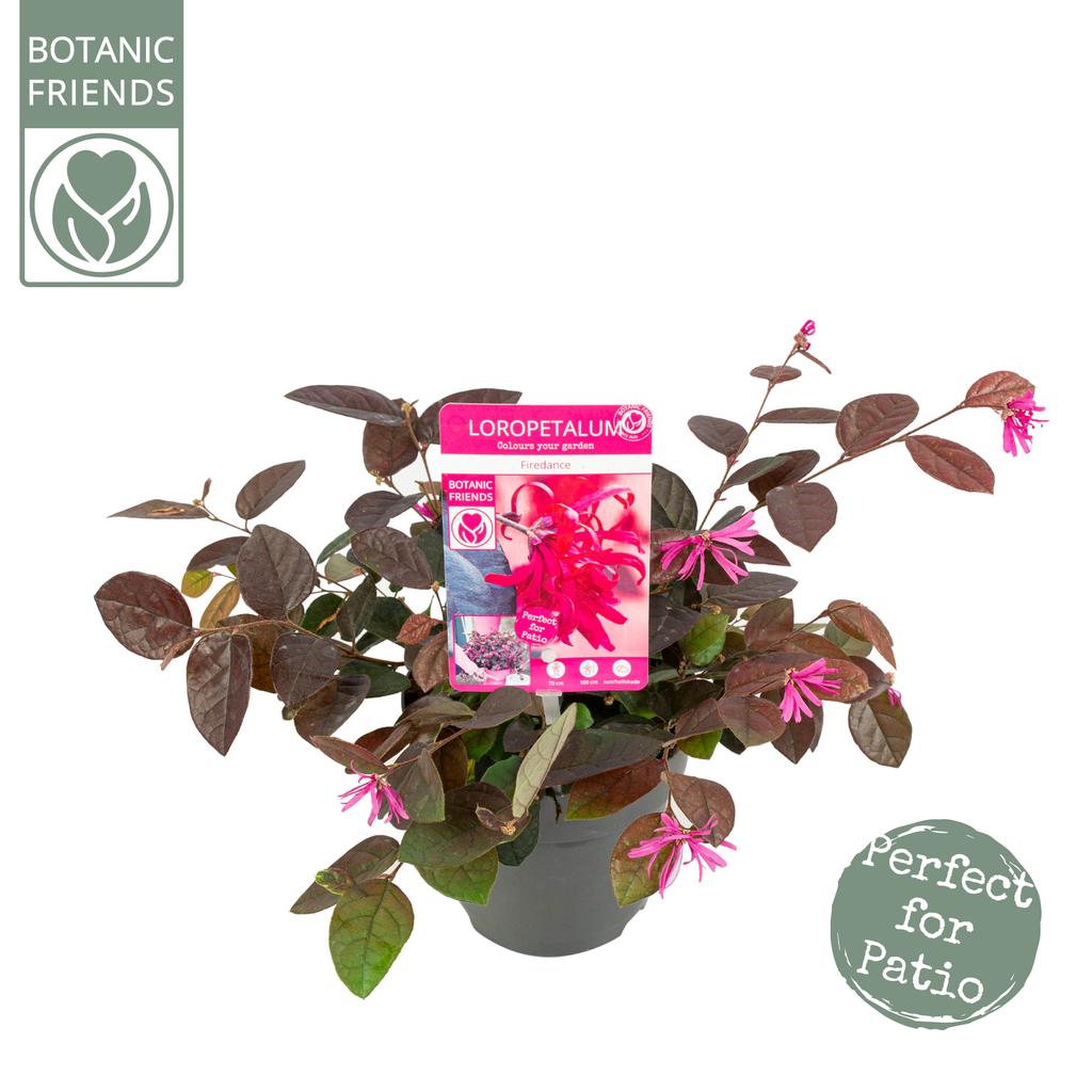 Picture of Loropetalum ch. Fire Dance P15-(1.5-LTR)