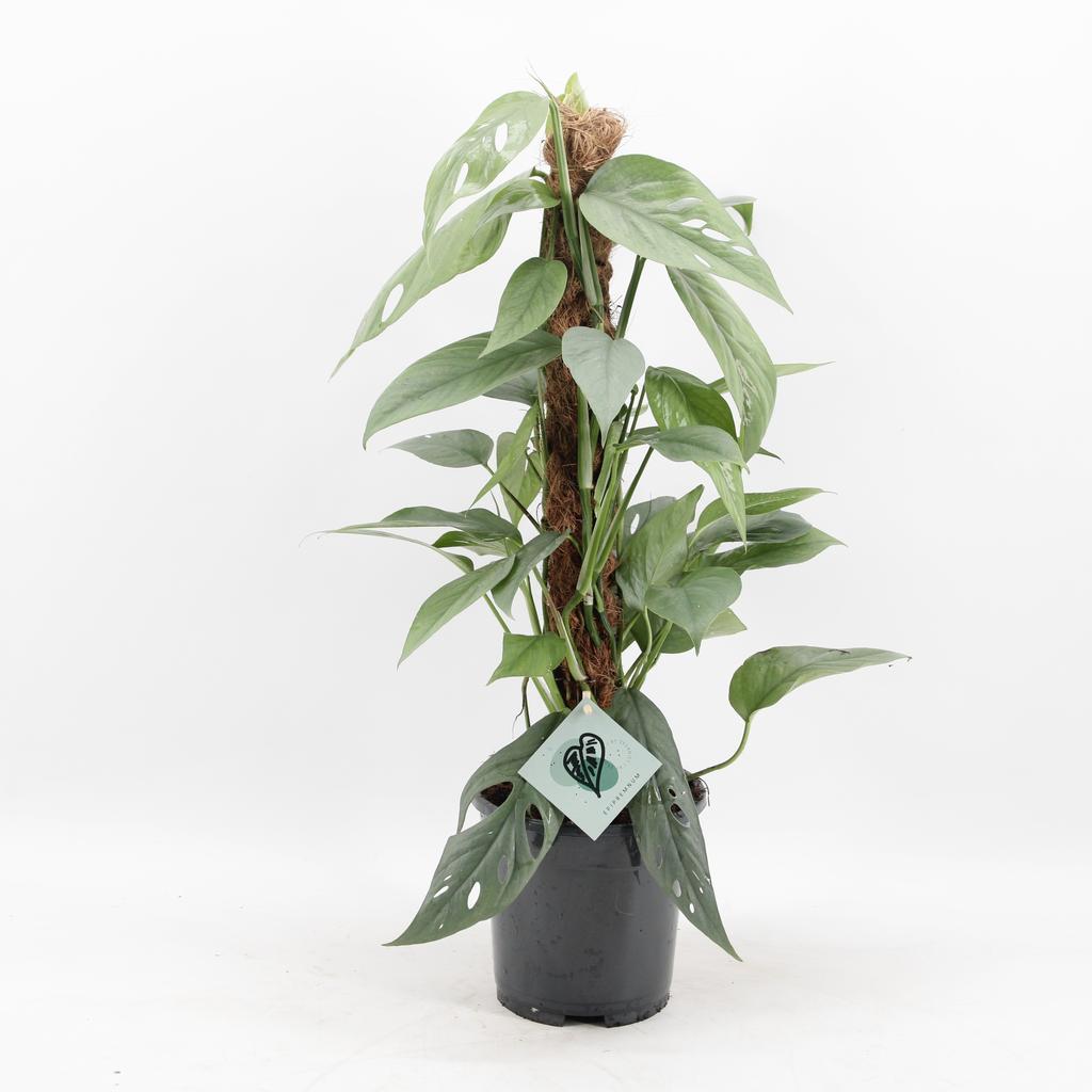 Picture of Epipremnum Pinnatum Cebu Blue P17 60CM