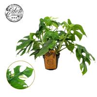 Monstera minima