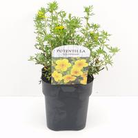 Potentilla frut. Goldfinger