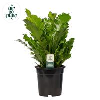 Asplenium Campio - Air So Pure (INDOOR)