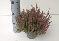 Calluna Garden Girls DARK PINK XL