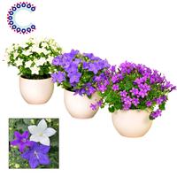 Campanula in varieties 2-3 colours Melanie